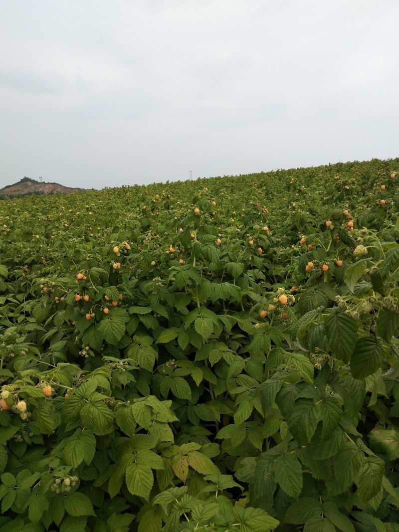 黄树莓苗双季黄树莓苗大果黄树莓黄树莓种苗户外种植树莓批发