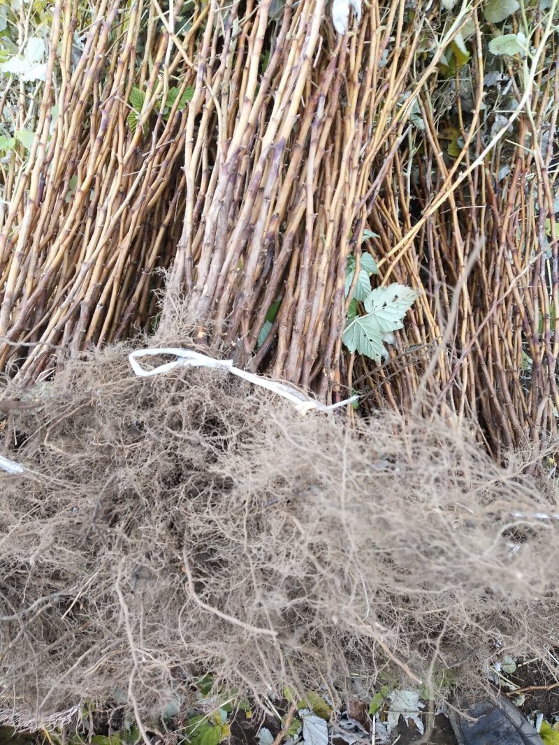 黄树莓苗双季黄树莓苗大果黄树莓黄树莓种苗户外种植树莓批发