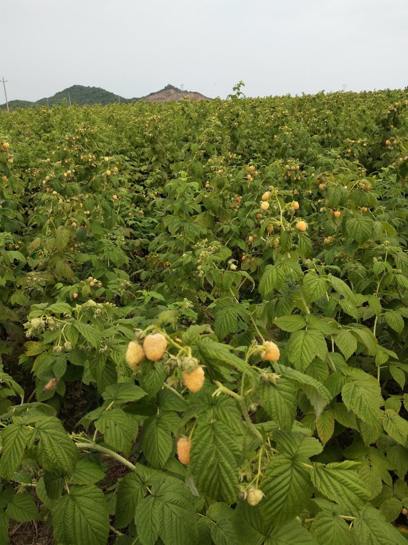 黄树莓苗双季黄树莓苗大果黄树莓黄树莓种苗户外种植树莓批发