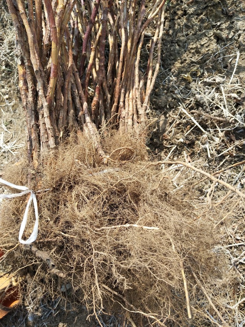 黄树莓苗双季黄树莓苗大果黄树莓黄树莓种苗户外种植树莓批发