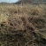 灯笼果灯笼果苗5--6年露地户外种植介绍灯笼果基地