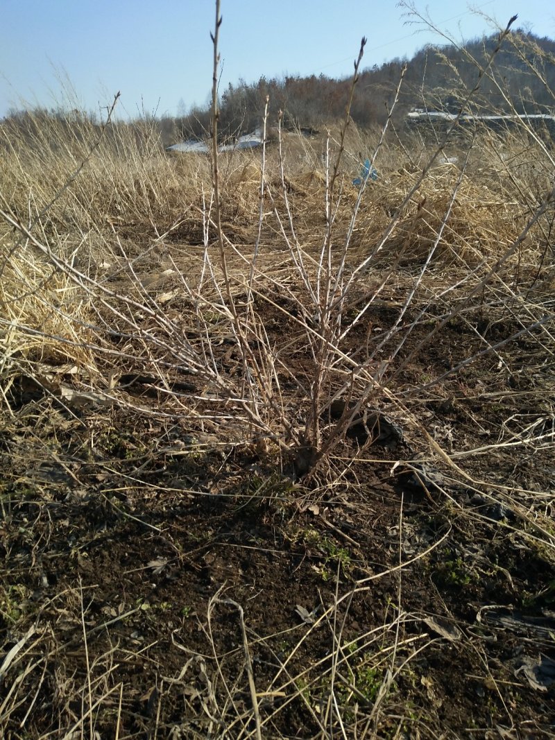 灯笼果灯笼果苗5--6年露地户外种植介绍灯笼果基地