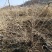 灯笼果灯笼果苗5--6年露地户外种植介绍灯笼果基地