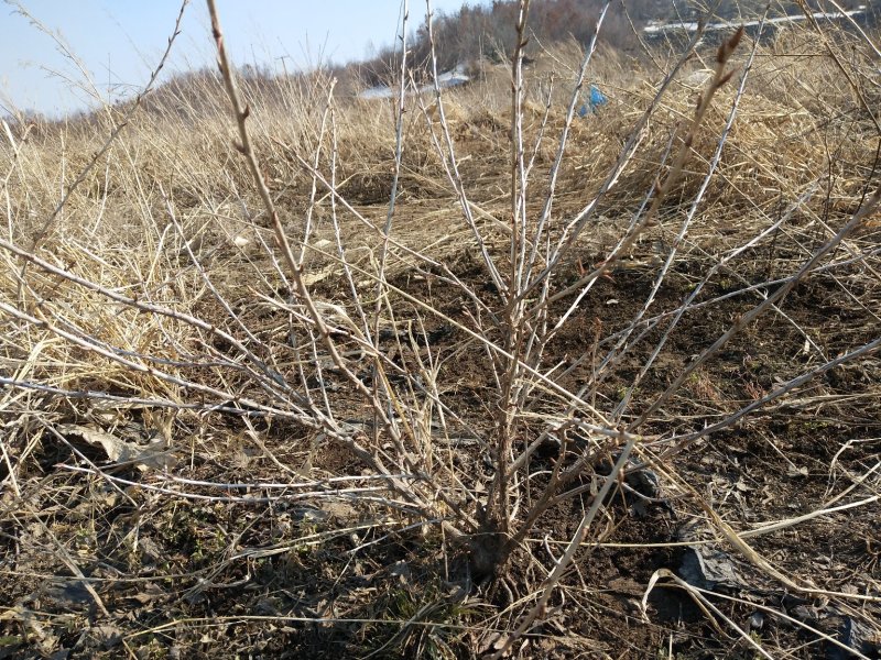 灯笼果灯笼果苗5--6年露地户外种植介绍灯笼果基地