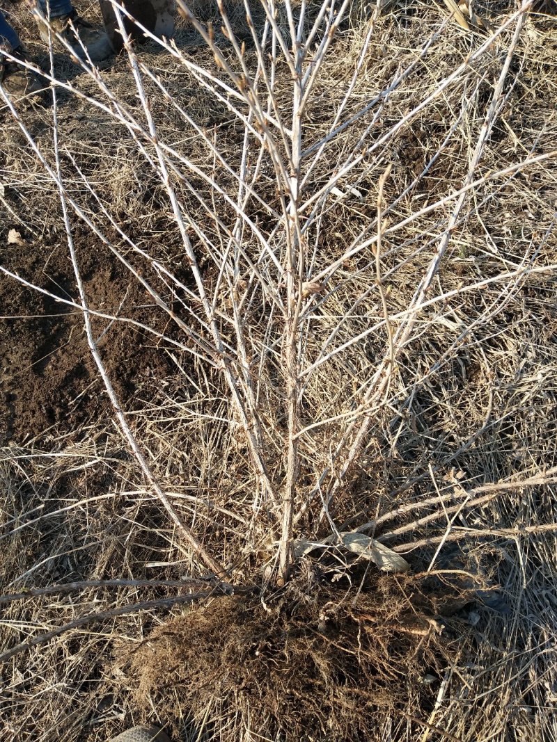 灯笼果灯笼果苗5--6年露地户外种植介绍灯笼果基地
