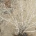 灯笼果灯笼果苗5--6年露地户外种植介绍灯笼果基地