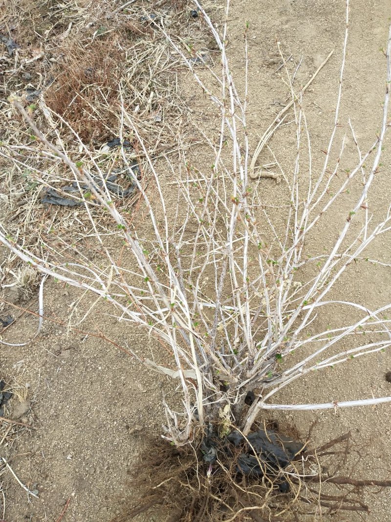 灯笼果灯笼果苗5--6年露地户外种植介绍灯笼果基地