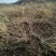 灯笼果灯笼果苗5--6年露地户外种植介绍灯笼果基地