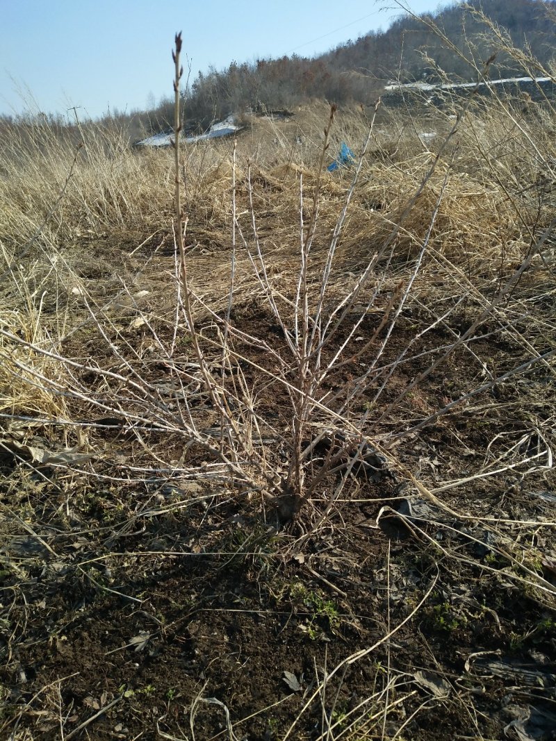 灯笼果灯笼果苗5--6年露地户外种植介绍灯笼果基地