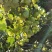 灯笼果灯笼果苗5--6年露地户外种植介绍灯笼果基地