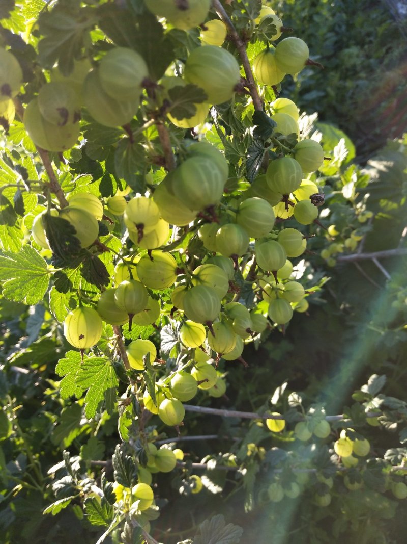 灯笼果灯笼果苗5--6年露地户外种植介绍灯笼果基地