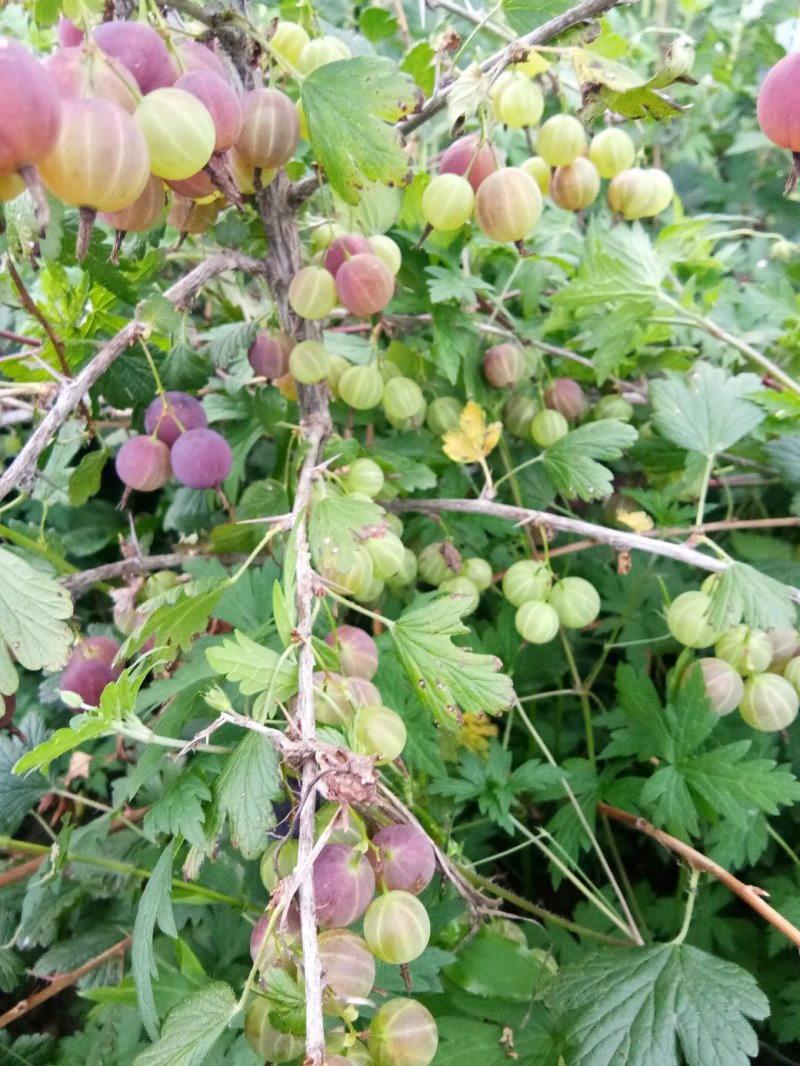 灯笼果灯笼果苗5--6年露地户外种植介绍灯笼果基地