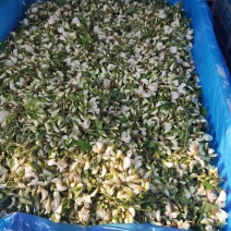 新鲜槐花2026年新货，乡间美味，欢迎各大加工厂联系