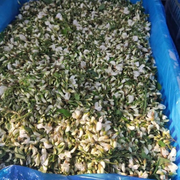 新鲜槐花2026年新货，乡间美味，欢迎各大加工厂联系