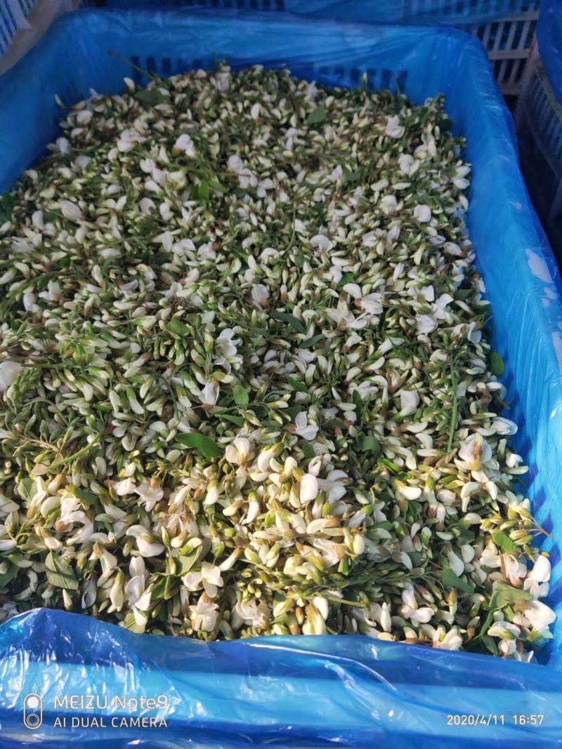 新鲜槐花2026年新货，乡间美味，欢迎各大加工厂联系