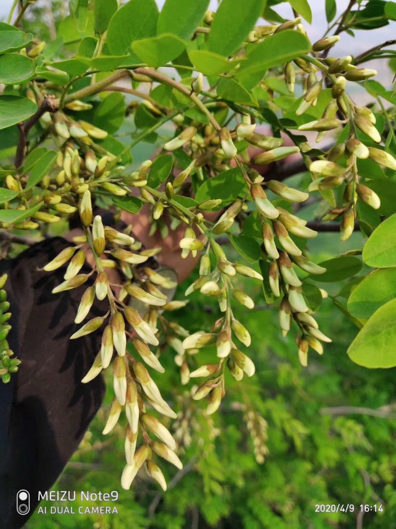 新鲜槐花2026年新货，乡间美味，欢迎各大加工厂联系