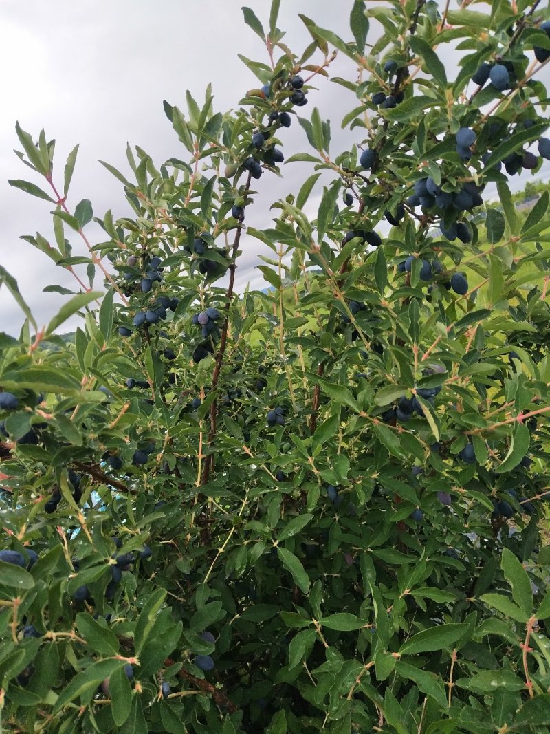 蓝靛果成苗蓝靛果树6年苗当年就结果蓝靛果种植批发
