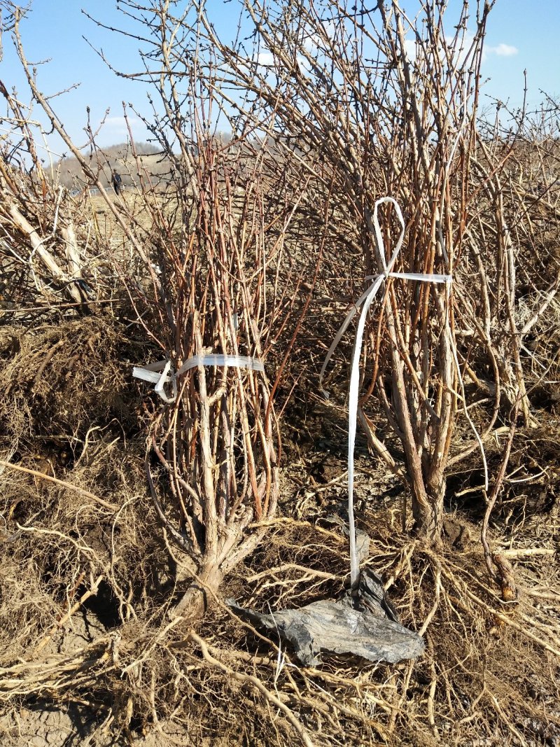 蓝靛果成苗蓝靛果树6年苗当年就结果蓝靛果种植批发
