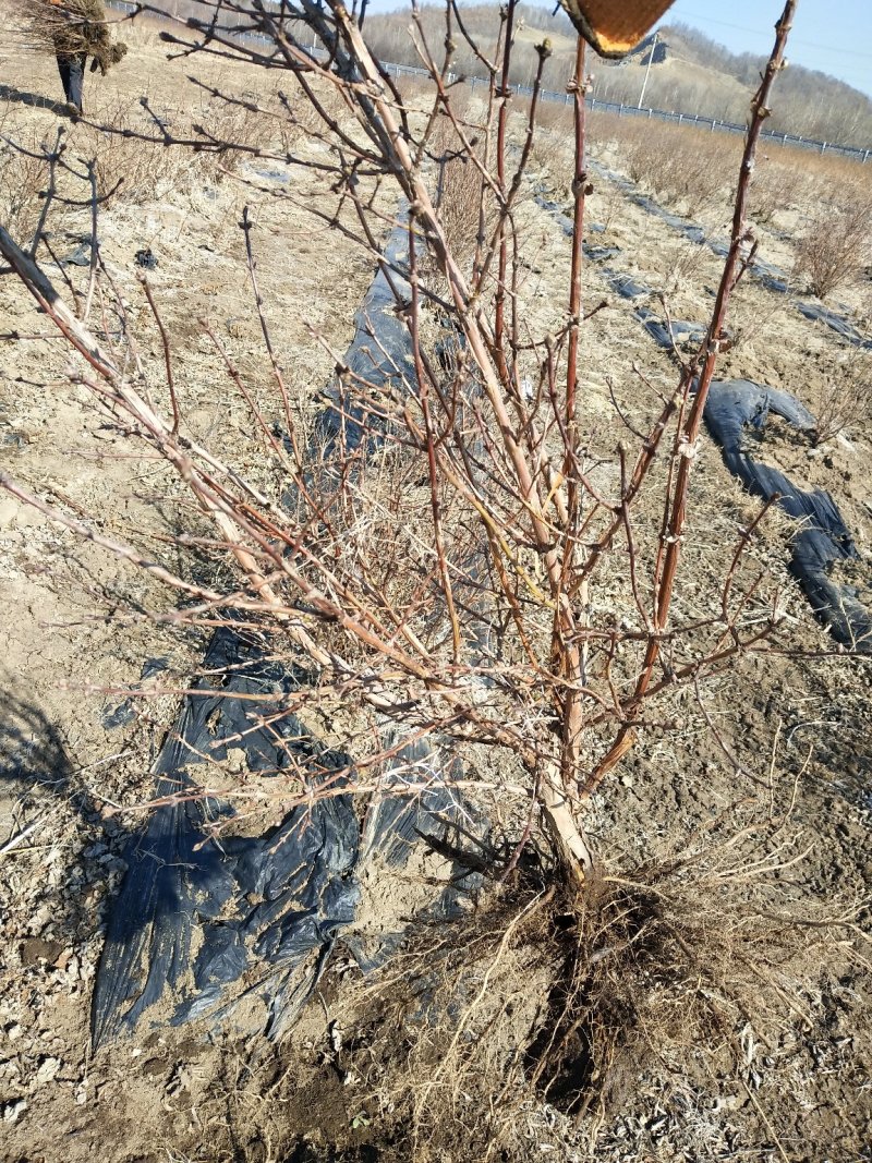 蓝靛果成苗蓝靛果树6年苗当年就结果蓝靛果种植批发