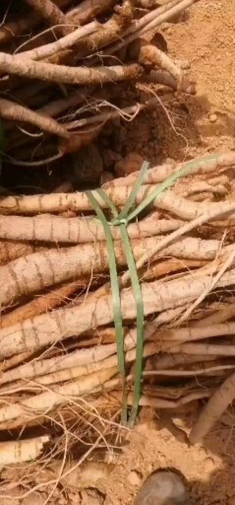 牛大力