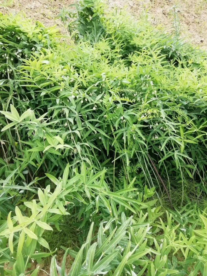 产地直销优质黄精种，货真价实，常年经营