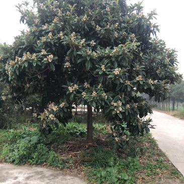 枇杷枇杷树4一20公分苗圃苗价格低质量好