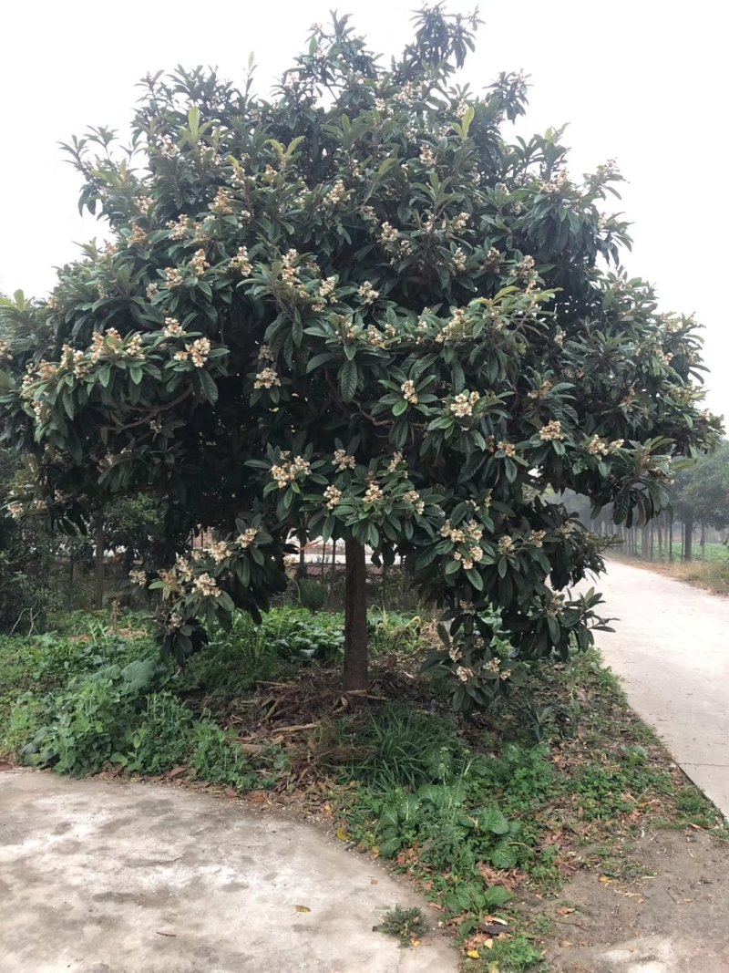 枇杷枇杷树4一20公分苗圃苗价格低质量好