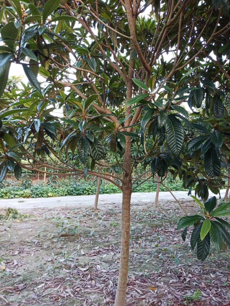枇杷枇杷树4一20公分苗圃苗价格低质量好