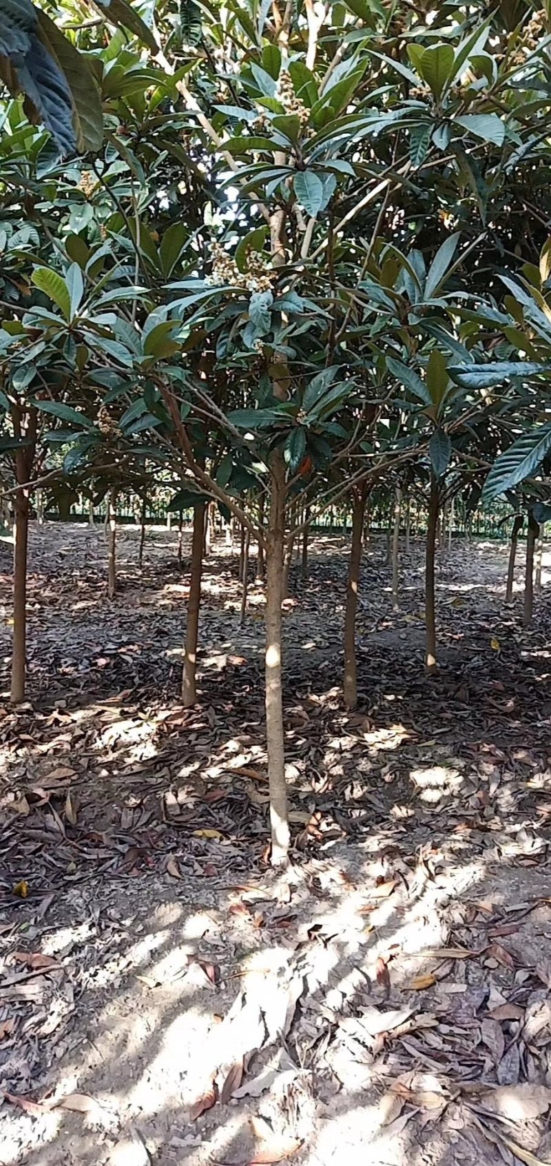 枇杷枇杷树4一20公分苗圃苗价格低质量好
