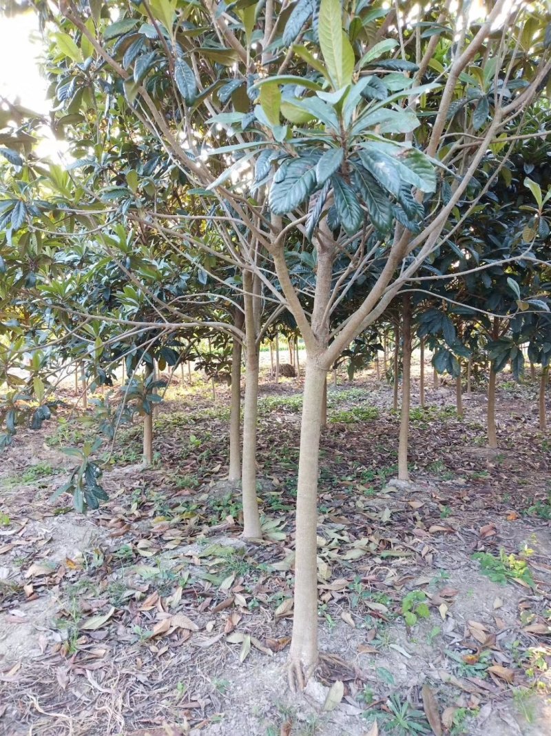 枇杷枇杷树4一20公分苗圃苗价格低质量好