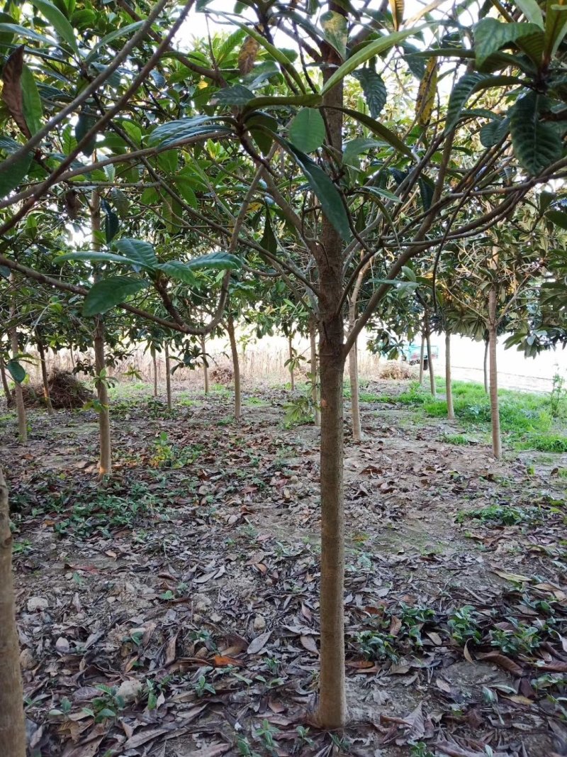 枇杷枇杷树4一20公分苗圃苗价格低质量好