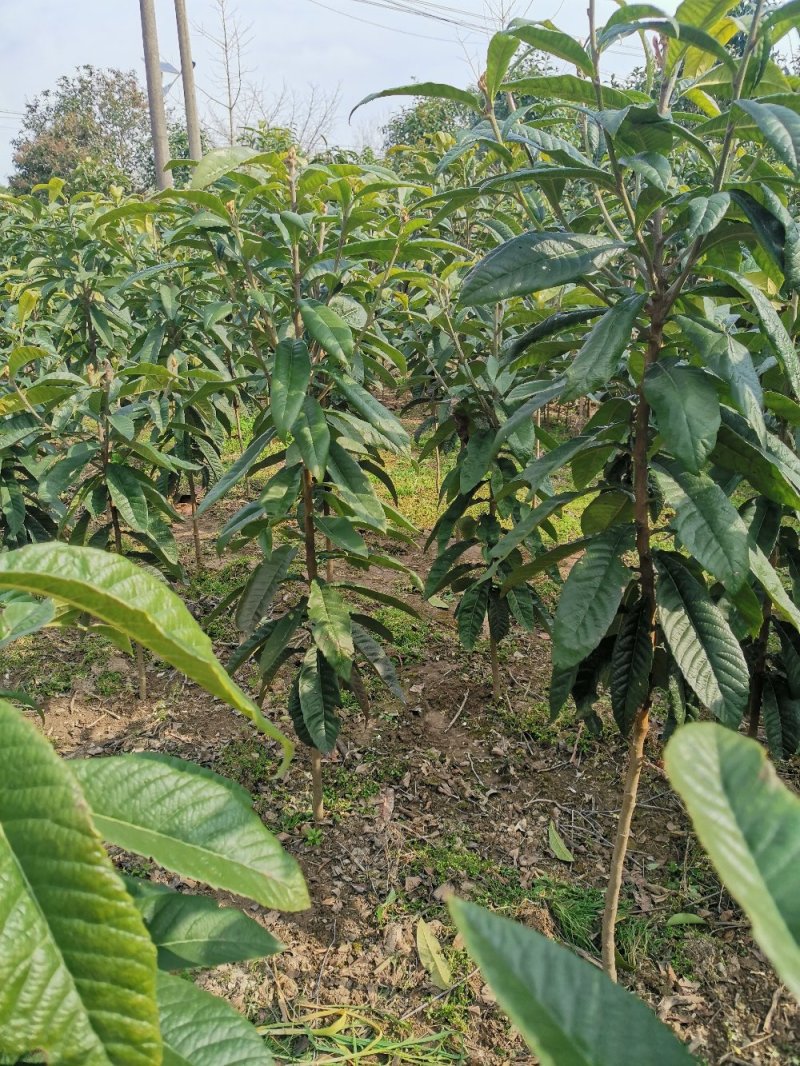 枇杷枇杷树4一20公分苗圃苗价格低质量好