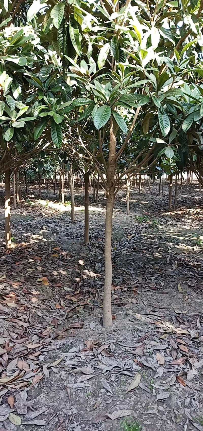 枇杷枇杷树4一20公分苗圃苗价格低质量好