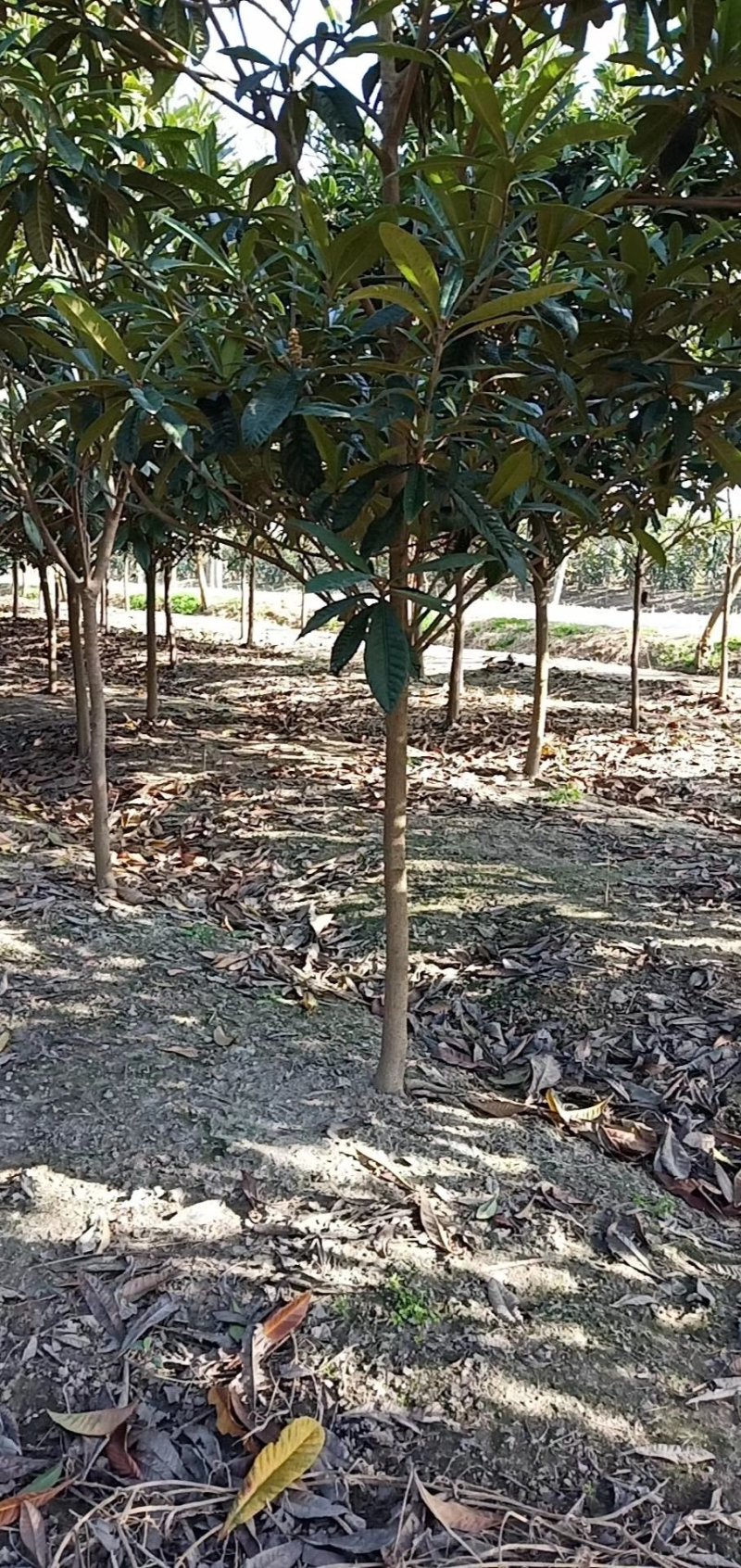 枇杷枇杷树4一20公分苗圃苗价格低质量好