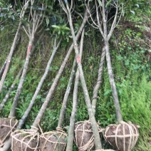 福建浦城丹桂之乡，5公分精品丹桂
