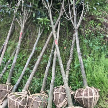 福建浦城丹桂之乡，5公分精品丹桂