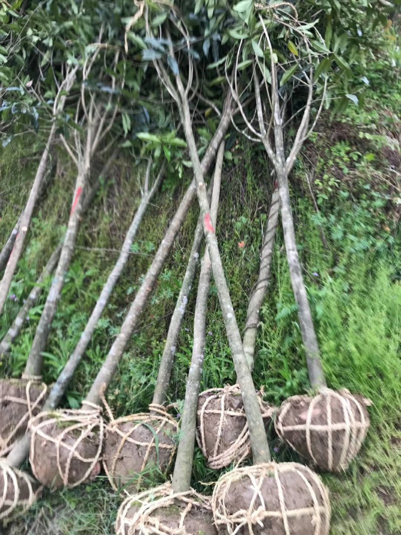 福建浦城丹桂之乡，5公分精品丹桂