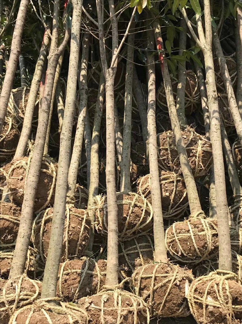 福建浦城丹桂之乡，5公分精品丹桂