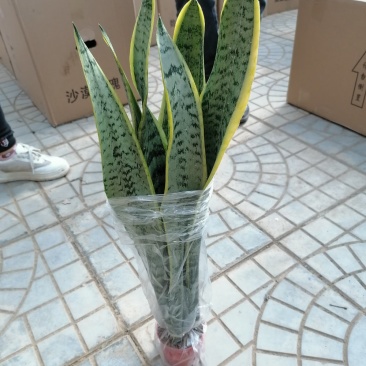 优质虎皮兰，青州基地直发