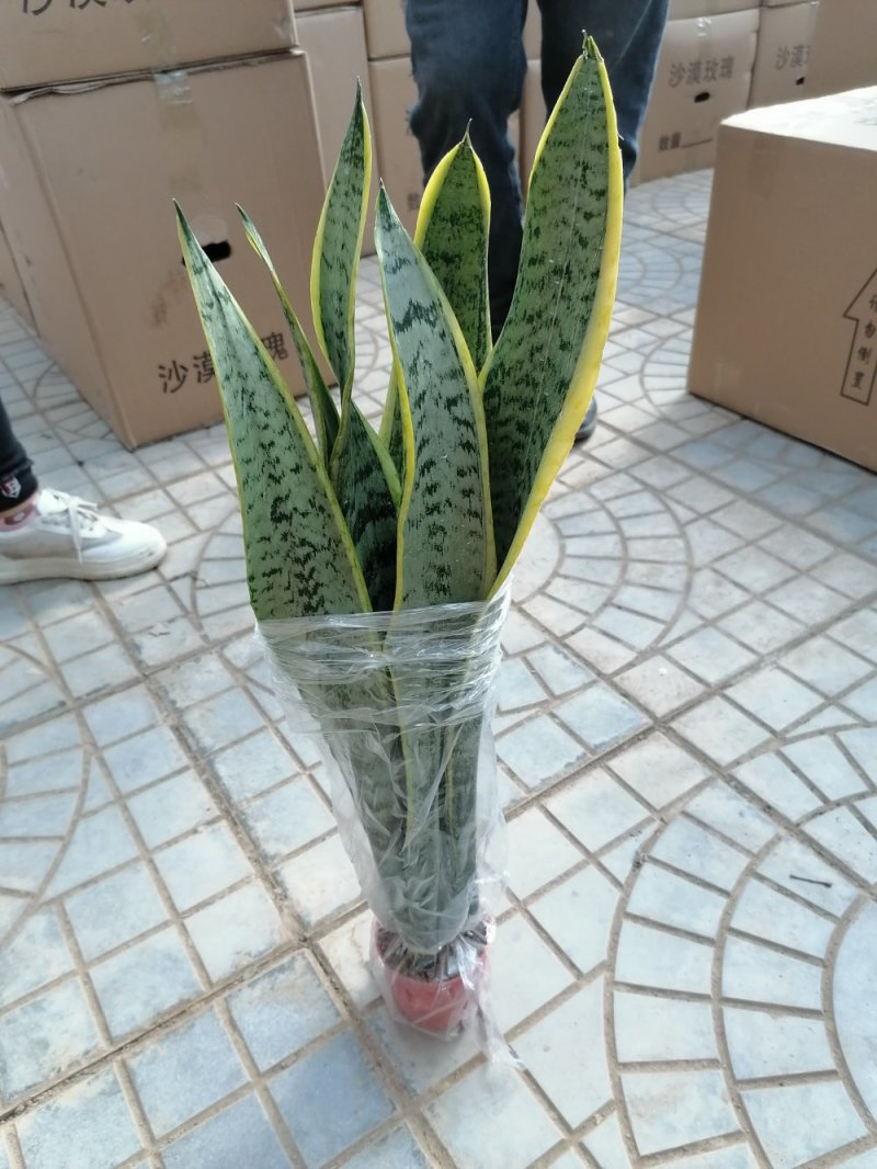 优质虎皮兰，青州基地直发