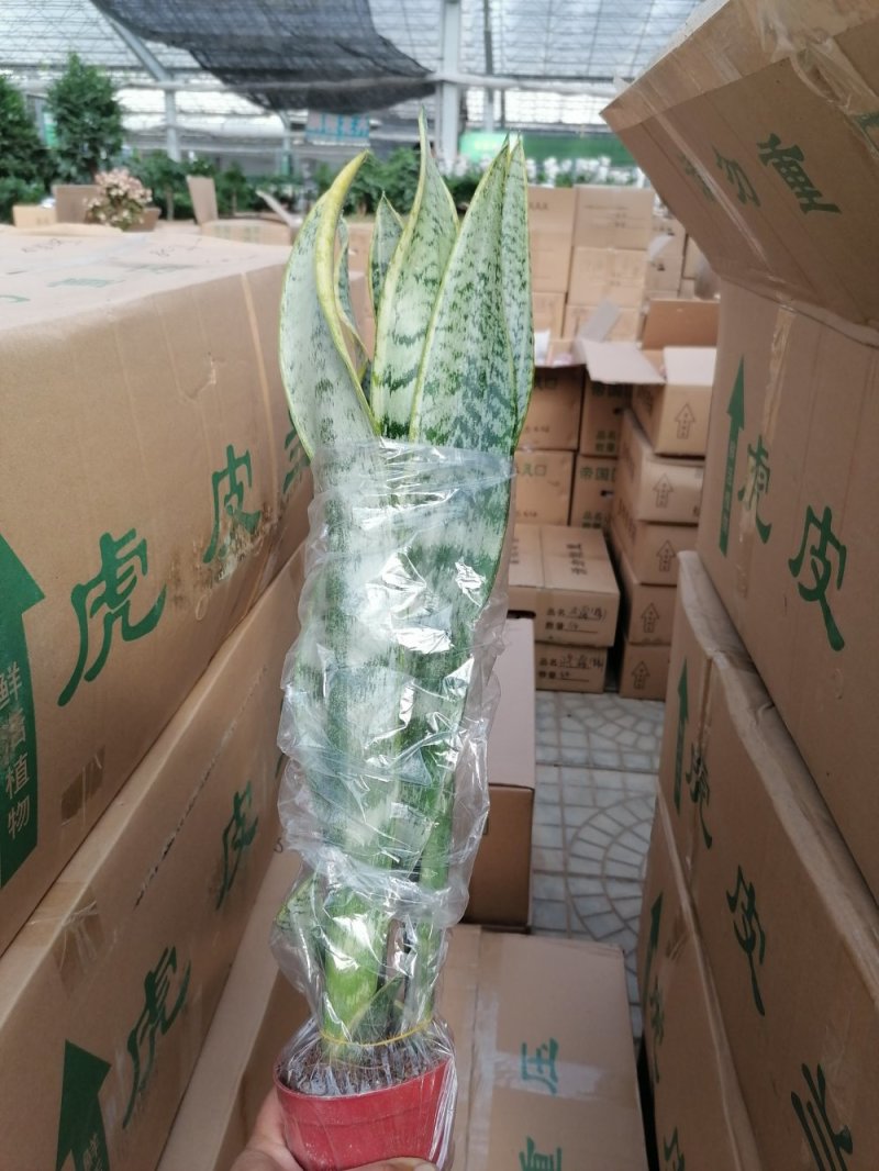 优质虎皮兰，青州基地直发