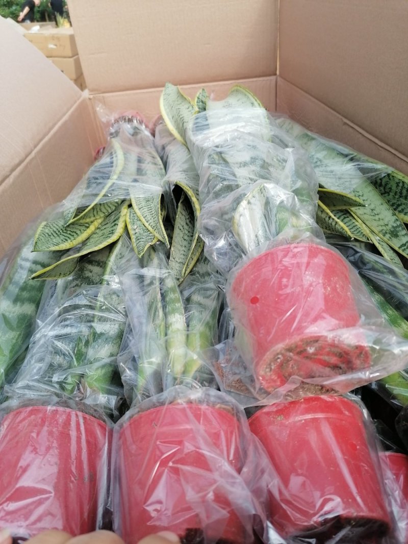 优质虎皮兰，青州基地直发