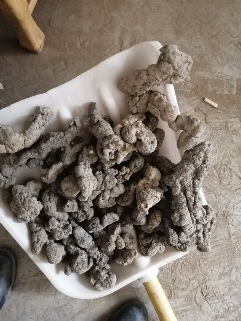 产地直销猪苓，，常年经营，质量好，价格实惠