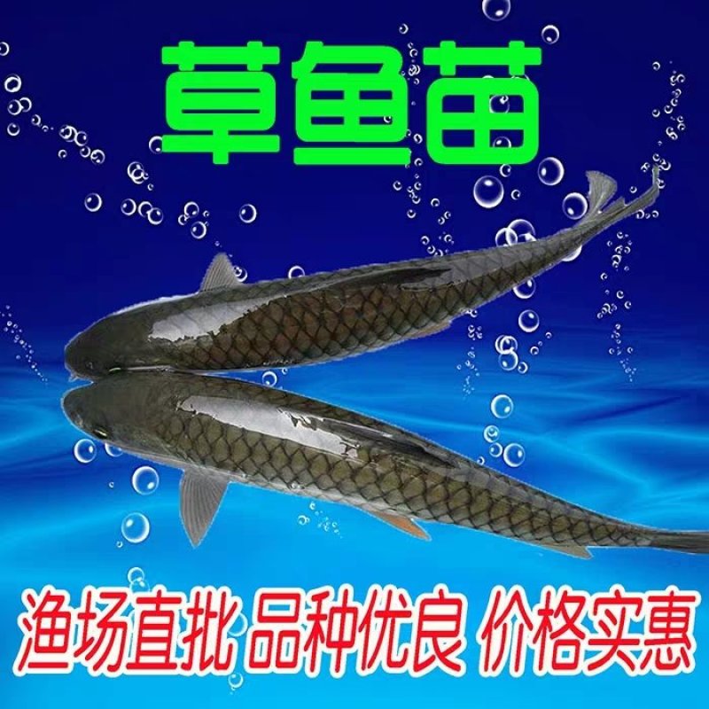 优质草鱼苗10cm以上人工养殖与销售技术指导