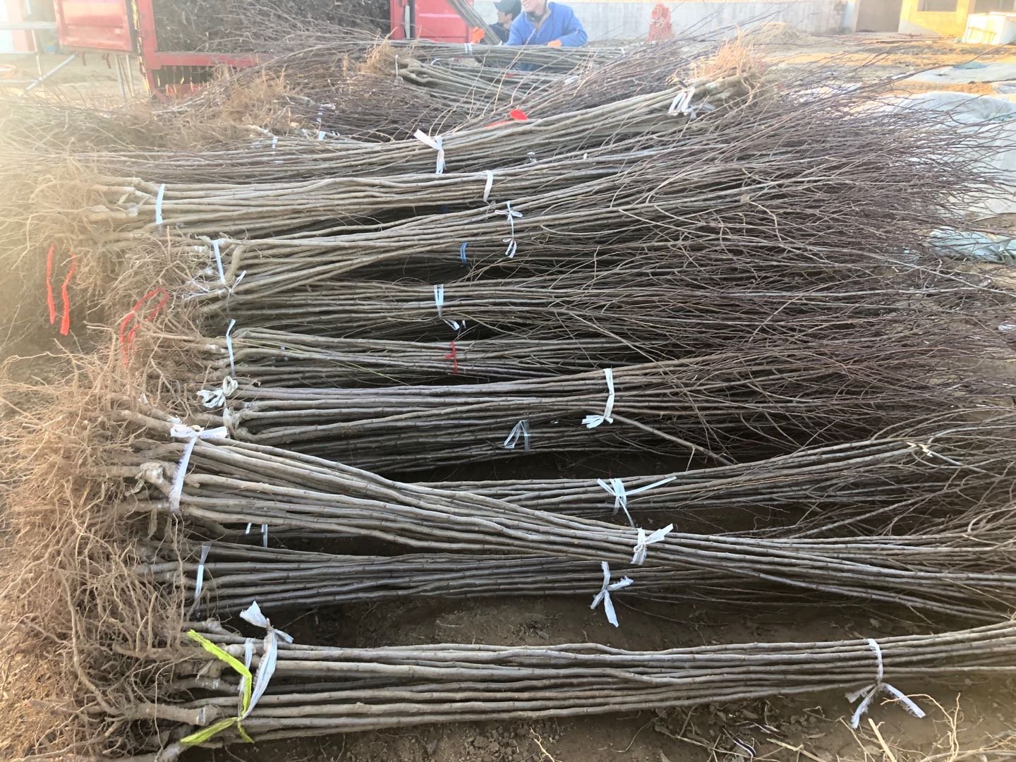 技术人员在厚强李子种苗基地进行嫁接操作,展示专业育苗流程 李子种苗嫁接与培育现场