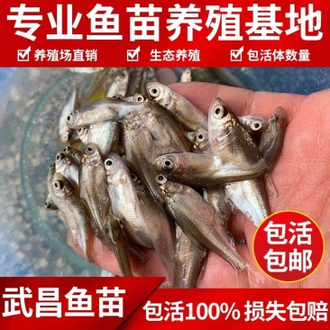 大型渔场各种规格武昌鱼（沙边鳊鱼）全国发货