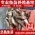 大型渔场各种规格武昌鱼（沙边鳊鱼）全国发货