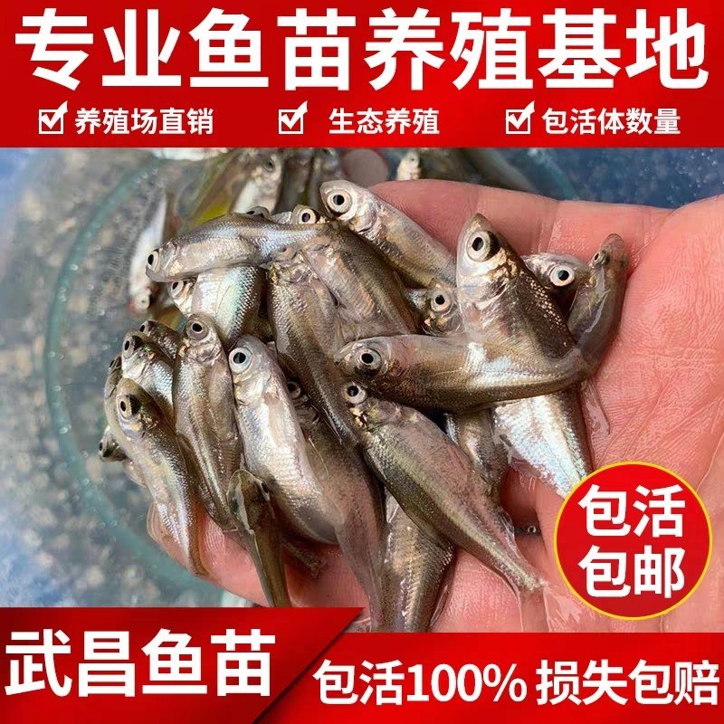 大型渔场各种规格武昌鱼（沙边鳊鱼）全国发货