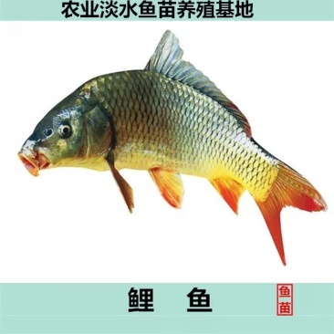 优选鲤鱼苗建鲤鱼苗销量与养殖全国发货