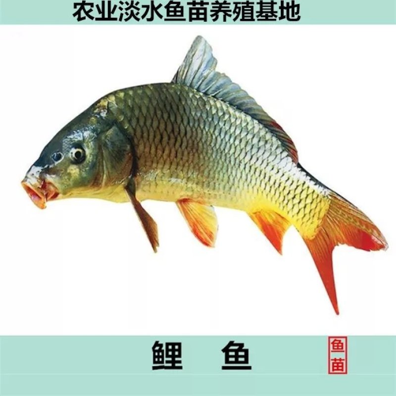 优选鲤鱼苗建鲤鱼苗销量与养殖全国发货